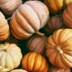 From Scratch Foods Lara McCormack pumpkin recipes